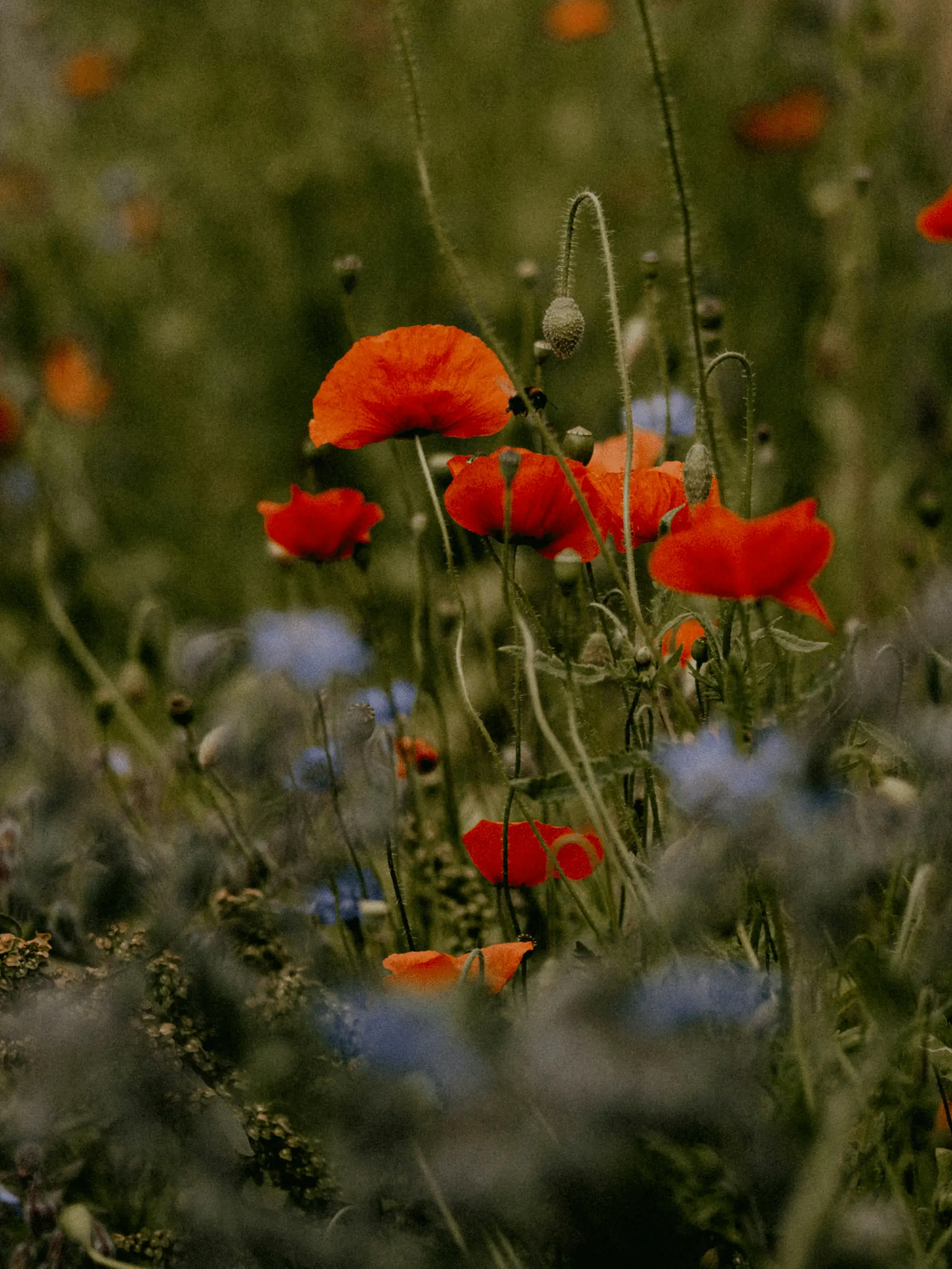 Mohnblumenfeld