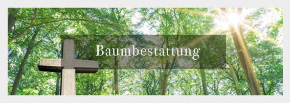 Beerdigungsinstitut für Baumbestattungen/Waldbestattungen für die Regionen: Barsinghausen, Gehrden, Bad Münder, Bad Nenndorf, Wennigsen, Ronnenberg